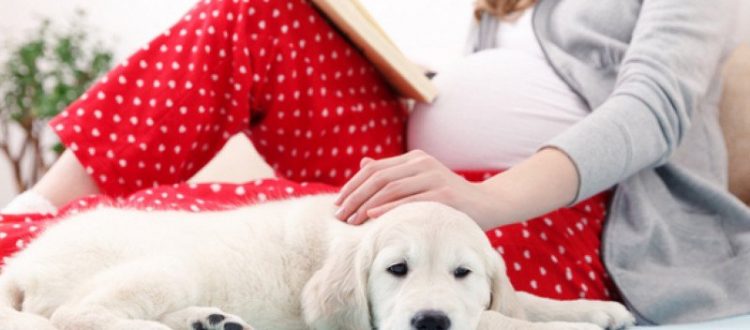 Nuôi chó có ảnh hưởng đến thai nhi không